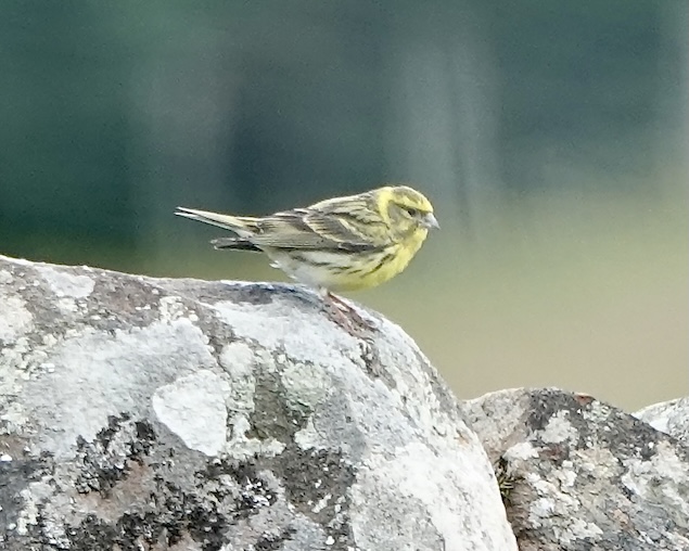serin